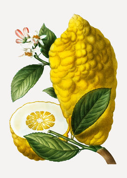 Citron lemon fruit