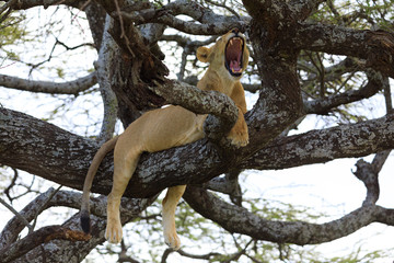 Ndutu Serenegti and Ngorongoro Safari 2019
