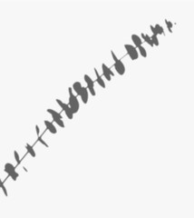 Eucalyptus shadow on a white wall