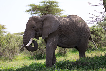 Ndutu Serenegti and Ngorongoro Safari 2019