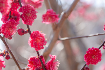 鹿児島紅梅の花