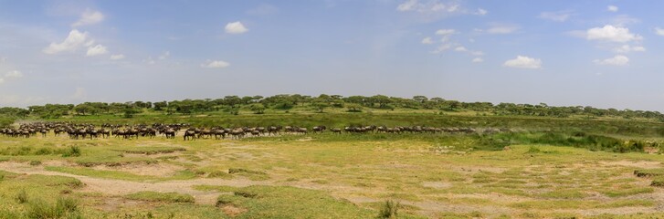 Ndutu Serenegti and Ngorongoro Safari 2019