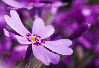 Fototapeta premium Purple flowers