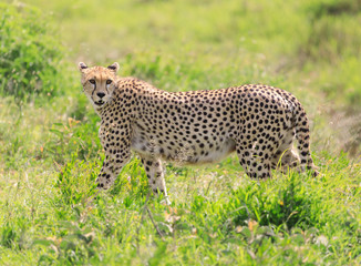 Ndutu Serenegti and Ngorongoro Safari 2019