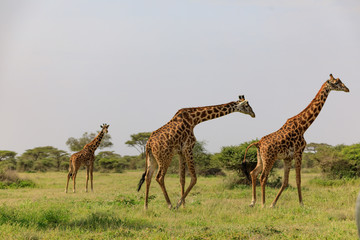 Ndutu Serenegti and Ngorongoro Safari 2019