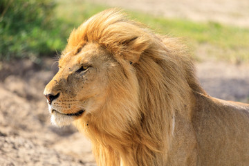 Fototapeta na wymiar Ndutu Serenegti and Ngorongoro Safari 2019