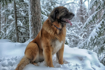 beautiful leonberger in the woods in winter