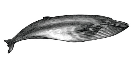 Antique engraving illustration of Blue whale black and white isolated on white background © channarongsds