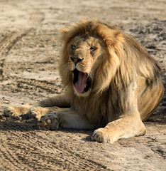 Fototapeta premium Ndutu Serenegti and Ngorongoro Safari 2019