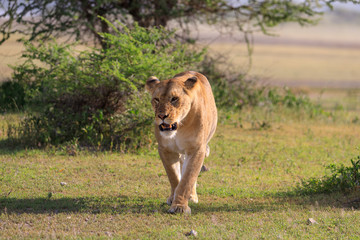 Obraz na płótnie Canvas Ndutu Serenegti and Ngorongoro Safari 2019