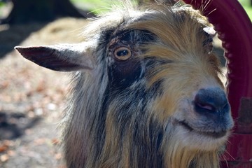 long haired goat close up of yellow eye