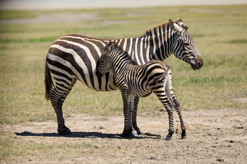 Obraz na płótnie Canvas Ndutu Serenegti and Ngorongoro Safari 2019