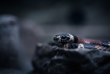 Portrait of a black snake on a black background.