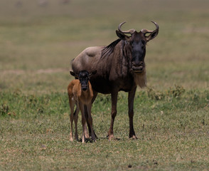Naklejka na ściany i meble Ndutu Serenegti and Ngorongoro Safari 2019