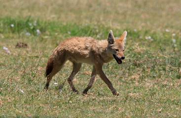 Ndutu Serenegti and Ngorongoro Safari 2019