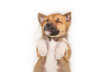Obraz premium Sweet little sleeping on his back puppy on white background 