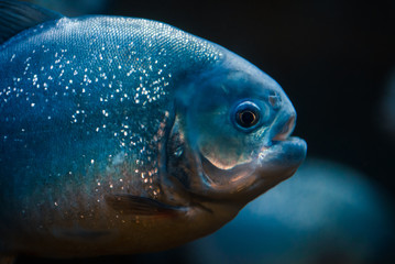 Portrait of predatory piranha fish in the zoo aquarium.