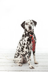 Dalmatian dog in a striped tie sitting on white background