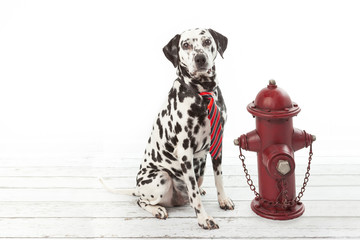 Dalmatian dog in a striped tie sitting by red hydrant on white background