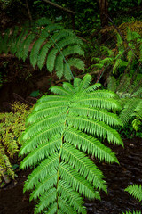 Forest fern tree plant