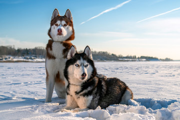 Couple Siberian Husky dogs on sunny winter background. Portrait of two amazing husky dogs sitting on the white snow against a clear blue sky