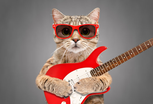 Cat Scottish Straight in sunglasses with electric guitar on gray background