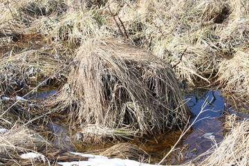 Dry grass in the swamp 
