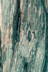  tree trunk