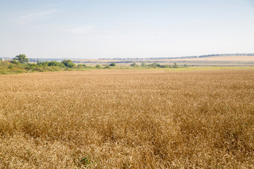 Fototapeta na wymiar wheat field background