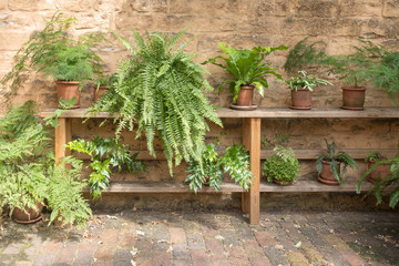 Ferns and other plants in terracotta pots on wooden shelf against rustic exterior wall