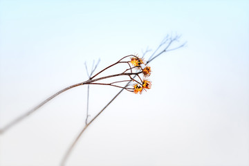 branch of burdock in the snow on a blurred background