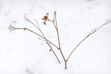 Burdock in the snow on a blurred background