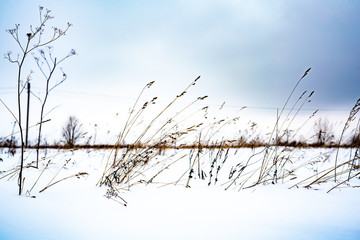 Fototapeta na wymiar .Холодная вьюга в степи, замороженные полевые травы, грустный зимний пейзаж, веет ветер, вьюга.