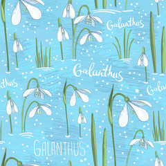Vector spring seamless background with primroses. White hand drawn flowers on a blue background. Background with snowdrops for wrapping paper or a greeting card for the spring holidays