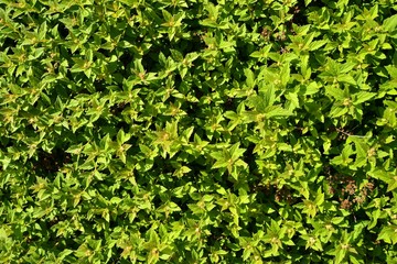 Green grass in spring