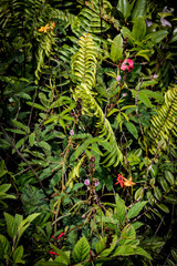 Fototapeta na wymiar Pink, Orange, Red, and Purple Wildflowers Grow among the Wild Ferns in the Rainforest of Mombacho Volcano in Nicaragua