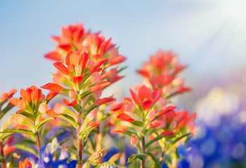 Close-up of Indian Paintbrush wildflowers. Texas bluebonnets in the background against blue sky. 