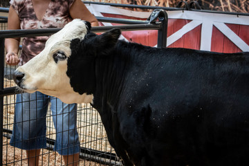 Woman Feeds a Black and White Cow at a Petting Zoo at the San Diego County Fair, California, USA
