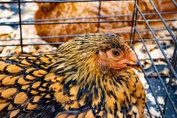 Beautiful Orange and Black Chicken Hen at the 4H Club Exhibit at the San Diego County Fair, California, USA