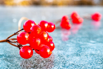 close-up of a sprig of viburnum red on ice