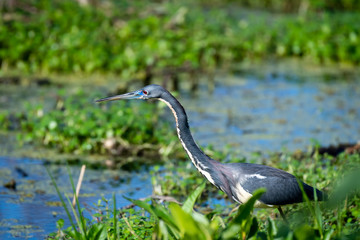 Tricolored Heron in the marsh