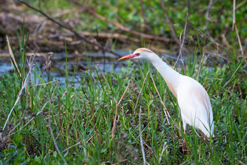 Cattle egret hunting in the marsh