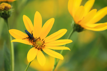 big insect on yellow flowers in garden farm 
