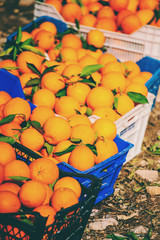 Ripe oranges in boxes.