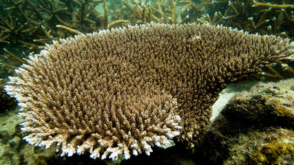 Naklejka na ściany i meble The close-up of coral found at coral reef area at Tioman island 