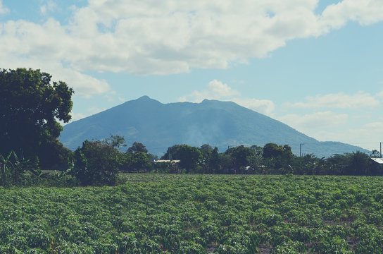Cassava plantation at the foot of the mount Arayat in the Philippines.