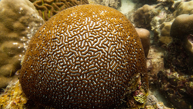 Brain coral found at coral reef area at Tioman island, Malaysia