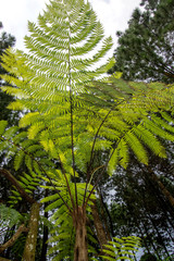 Fototapeta premium Forest fern tree plant