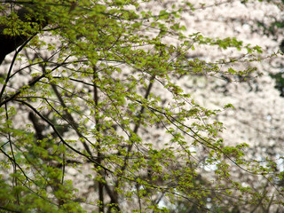 Obraz premium 春の色彩