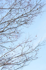 冬の澄んだ水色の空と木とカワラヒワ